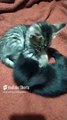 😺✨ Familia Felina_ Gatitos de Bombay y Pernanca en Su Día de Juegos y Descanso ❤️🐾 #Shorts