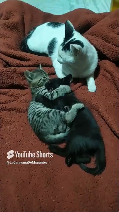 😻🐾 Gatitos de Bombay y Pernanca_ Amor, Juegos y Momentos Felices en Familia 💕✨ #Shorts