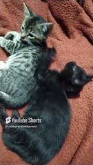🐾😺 Gatitos de Bombay y Pernanca_ Juegos, Descanso y Mucho Amor Felino 💖✨ #Shorts