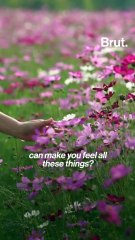 What Goes Into Making A Fragrance?