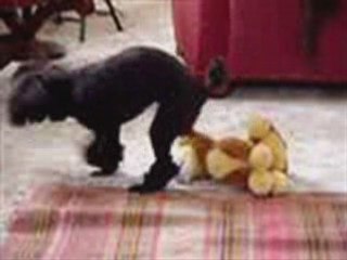 Vidéo animaux - caniche enrut