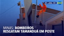 Tamanduá-mirim é resgatado em fios elétricos de resistência de MG