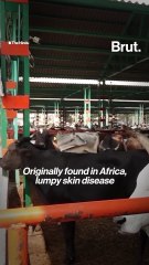 What's going on with cows in Rajasthan?