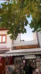 Cet enfant se retrouve en plein milieu de la bagarre entre deux chats !