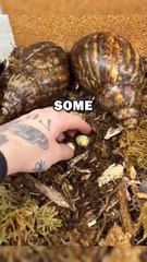 SNAIL HATCHING! #animalstories #animals #shorts