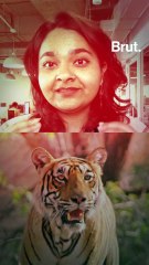 How Sariska’s extinct tigers made a comeback