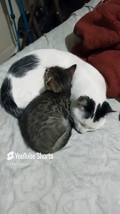 😻🐾 Gatitos de Bombay y Pernanca_ Juegos, Amor y Ternura Felina en el Hogar ❤️✨ #Shorts