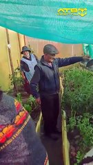 Huerta Awichas, ancianos cultivan alimentos  (3 informa)