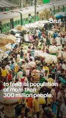 From deficit to surplus: India's wheat story