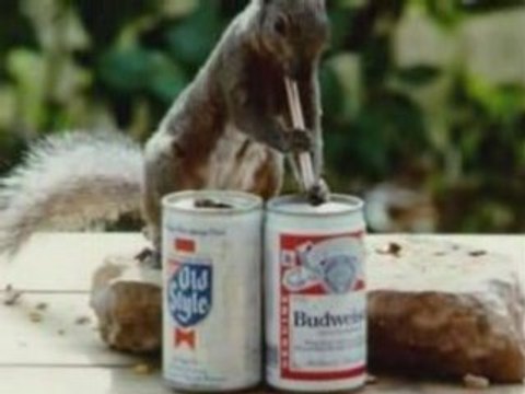 bouledogue irlandais