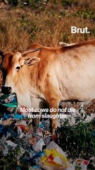 PM Modi on cow vigilantes