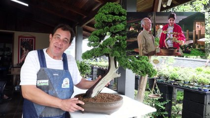 "Senhor Miyagi" transforma hobby em profissão e cultiva bonsai de R$ 68 mil em Blumenau