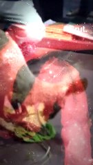 Smuggled, injured and rescued: Kangaroos in West Bengal