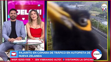 Curiosidades de Jelou!
