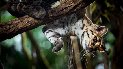 Aventures en terre féline