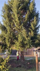 Le grand sapin de noël de Périgueux