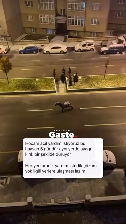 Sokakta Kalan At az kalsın donuyordu