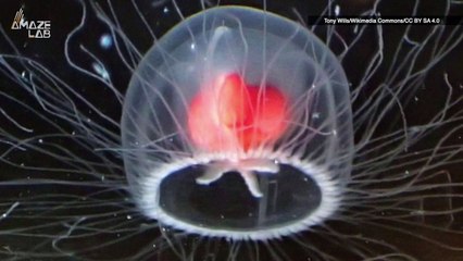 Is This Jellyfish Actually Immortal? You Have to See It to Believe It