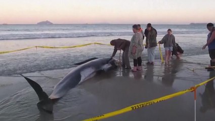 More than 30 pilot whales wash up on New Zealand beachfront