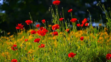 Morning Affirmations for Success