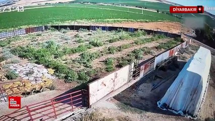 Narin Güran cinayetinde yeni detay: Cansız bedeni 38 dakikada sakladı