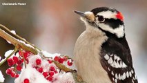 10 Mind-Blowing Facts About the Downy Woodpecker That Will Surprise You!