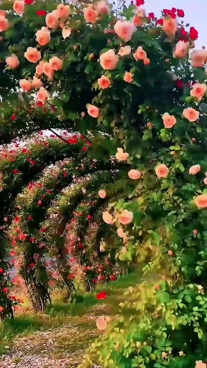 جمال الزهور