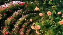 جمال الزهور