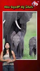 కవల పిల్లలతో తల్లి ఏనుగు #thailand #elephant #chanchuri #twin #babyelephants  | FBTV NEWS
