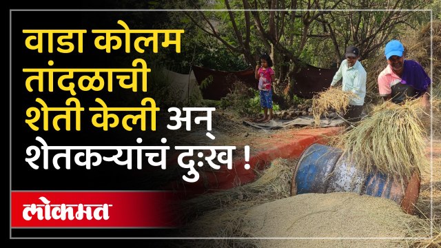 अवकाळी पावसामुळे शेतकऱ्याचे झालं नुकसान, वाडा कोलम तांदळाची केली होती शेती!