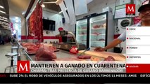 En Chaipas, mantienen en cuarentena ganado en la zona norte tras presencia de gusano barrenador