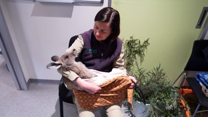 As the population of Victoria’s regions continues to grow, so are the amount of native animal injuries