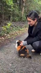 Unik! Pulau Di Jepang Ini Lebih Banyak Dihuni Oleh Kucing Daripada Manusia