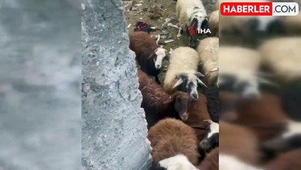 Sarıkamış'ta maskeli hırsızlar tarafından çalınan hayvanlar bulundu