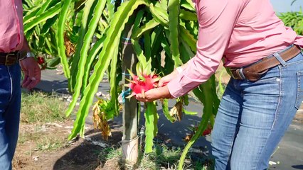 Harvest Hill Orchard, Lambells Lagoon, NT | November 26, 2024 | Farmonline