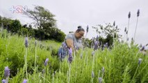 La Magia de la Lavanda y las Plantas Medicinales en un Tour Único en Cot