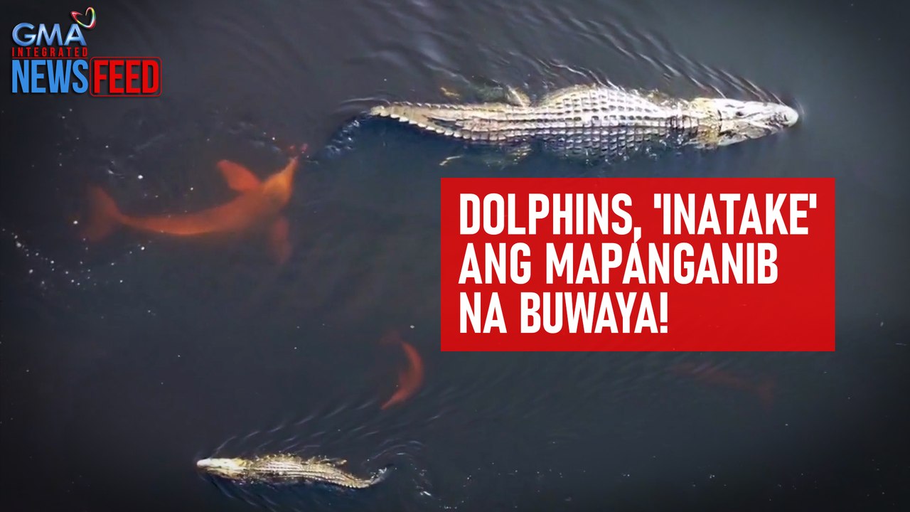 Dolphins, 'inatake' ang mapanganib na buwaya! | GMA Integrated Newsfeed
