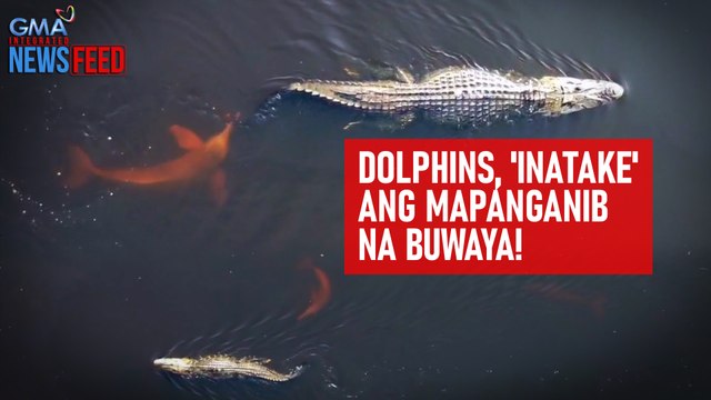 Dolphins, 'inatake' ang mapanganib na buwaya! | GMA Integrated Newsfeed