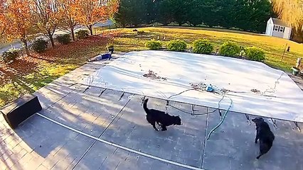 Try Not To Laugh Funny Videos Outdoor Fails Ever Captured