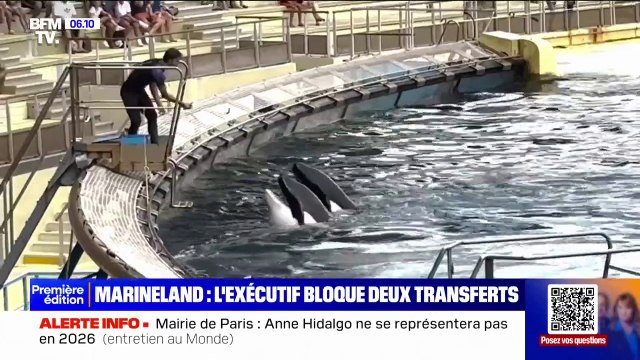 Marineland: le gouvernement s'oppose au transfert de deux orques au Japon