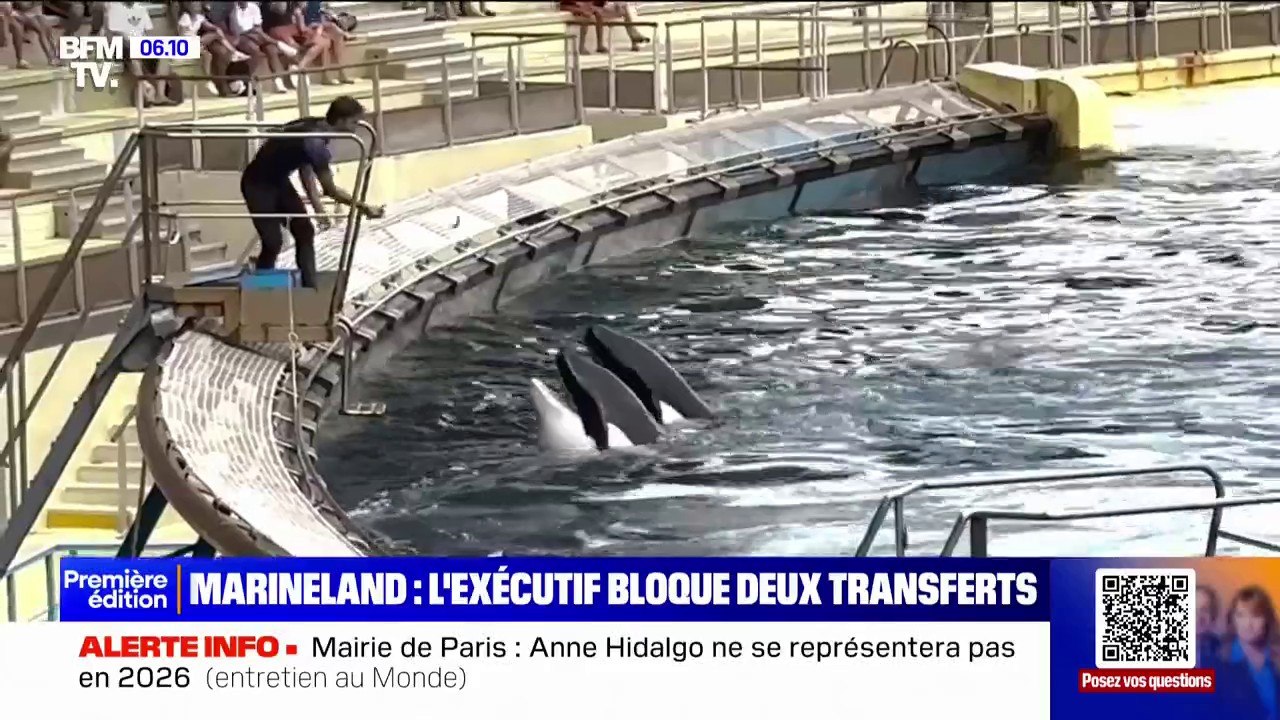 Marineland: le gouvernement s'oppose au transfert de deux orques au Japon
