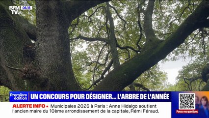 "Regardez cette majesté de plus de 600 ans": le concours du plus bel arbre de France ouvre ses portes jusqu'au 20 décembre