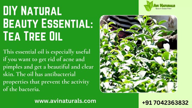 DIY Natural Beauty Essential Tea Tree Oil