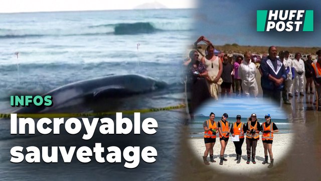 Des centaines de Néo-Zélandais se sont mobilisés pour aider ces dauphins pilotes échoués