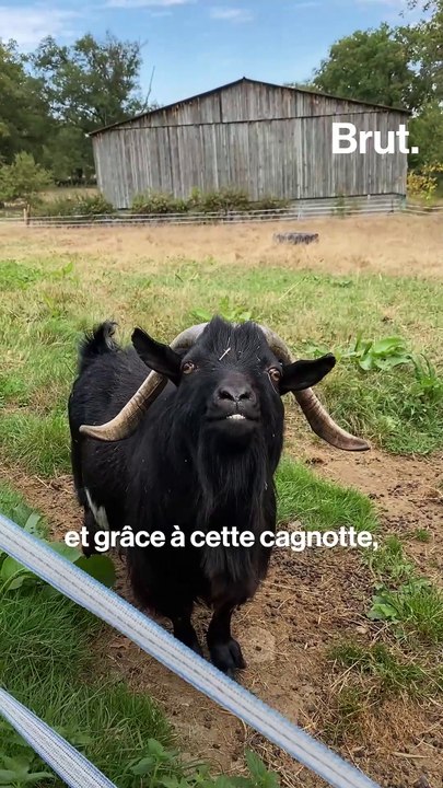 Ils ont créé un refuge pour animaux