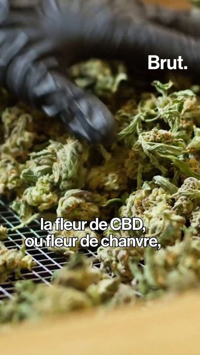 Voici comment la fleur de CBD peut être consommée