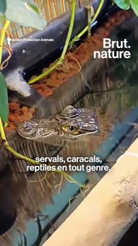 Un ouistiti découvert par hasard lors d'une perquisition en Vendée