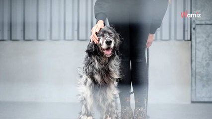 Récupéré à l'article de la mort par le refuge, ce pauvre chien ne trouve pas d'adoptant à cause de sa maladie