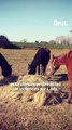Chevaux mutilés : comment un mensonge a créé la psychose
