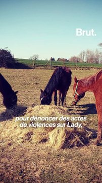 Chevaux mutilés : comment un mensonge a créé la psychose
